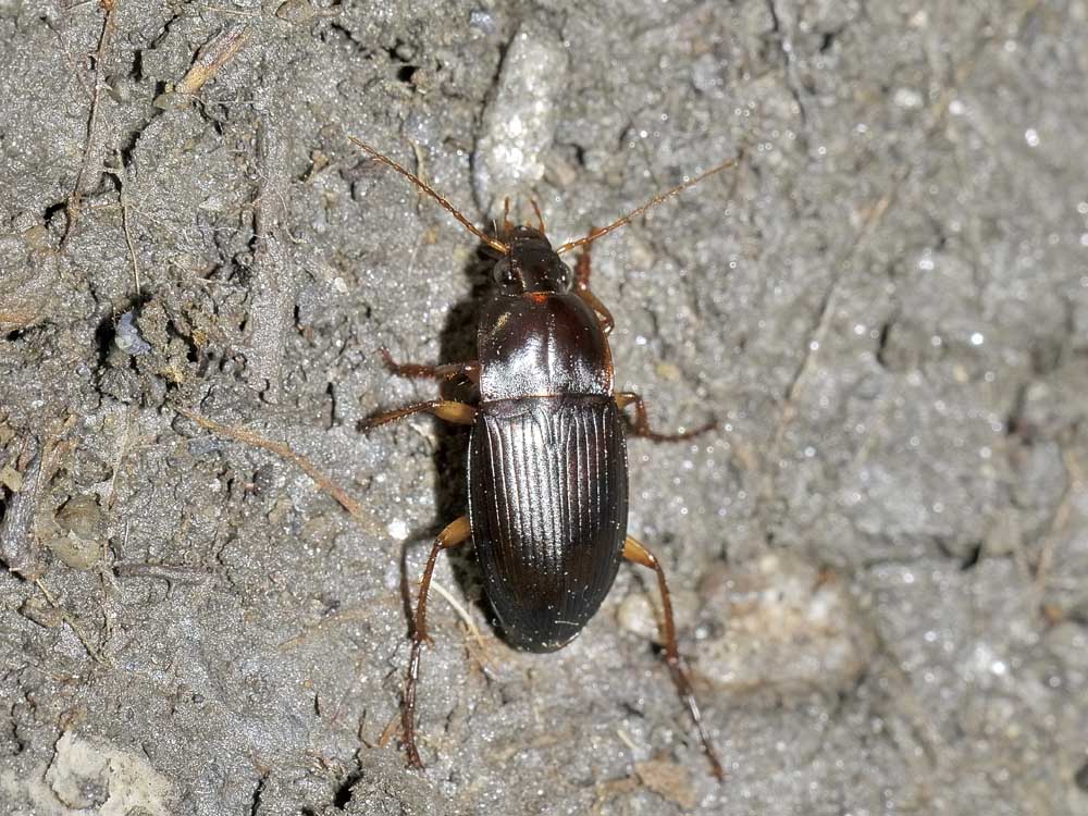 Calathus erratus? no, C. ambiguus - con larva